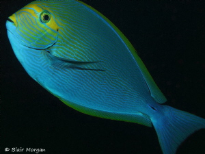 Surgeonfish up close and personal at Shark Reef Marine Re... by Blair Morgan 